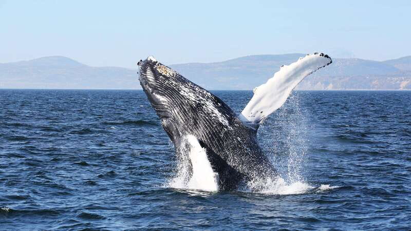 From Quebec City: Whale Watching Excursion Full-Day Trip - From Fontaine de Tourny to the St. Lawrence