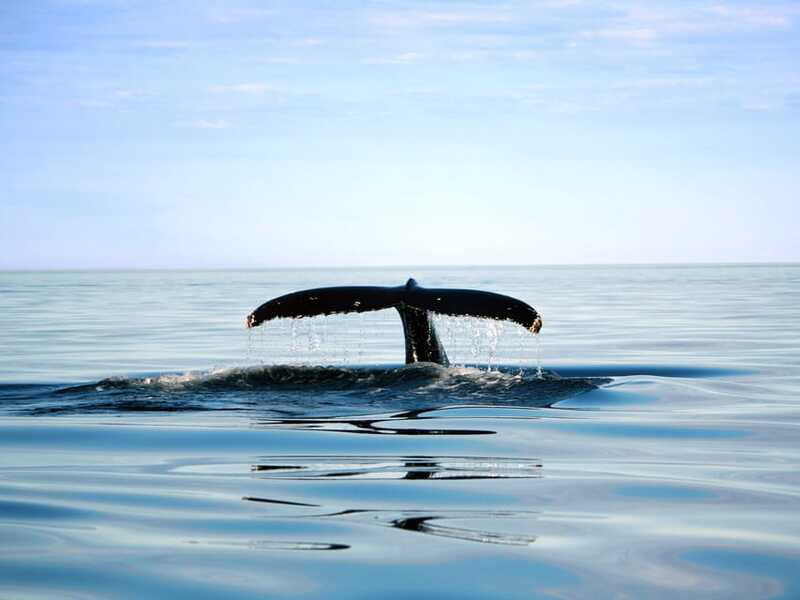 From Quebec City: Whale Watching Excursion Full-Day Trip - Choosing the large boat