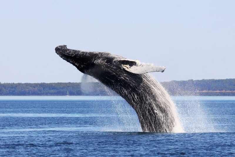 From Quebec City: Whale Watching Excursion Full-Day Trip - Choosing the Zodiac
