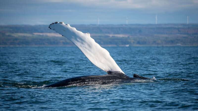 From Quebec City: Whale Watching Excursion Full-Day Trip - A realistic look at the wildlife