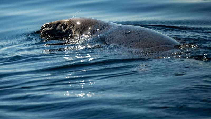 From Quebec City: Whale Watching Excursion Full-Day Trip - Is $186 good value?