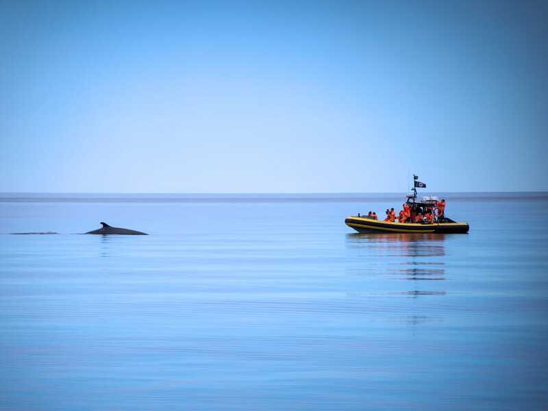 From Quebec City: Whale Watching Excursion Full-Day Trip - What to pack for the 11-hour day