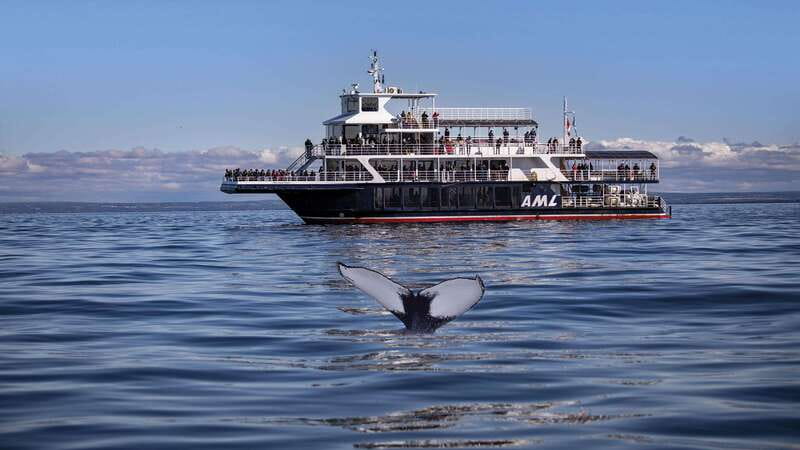 From Quebec City: Whale Watching Excursion Full-Day Trip - The Baie-Sainte-Catherine break