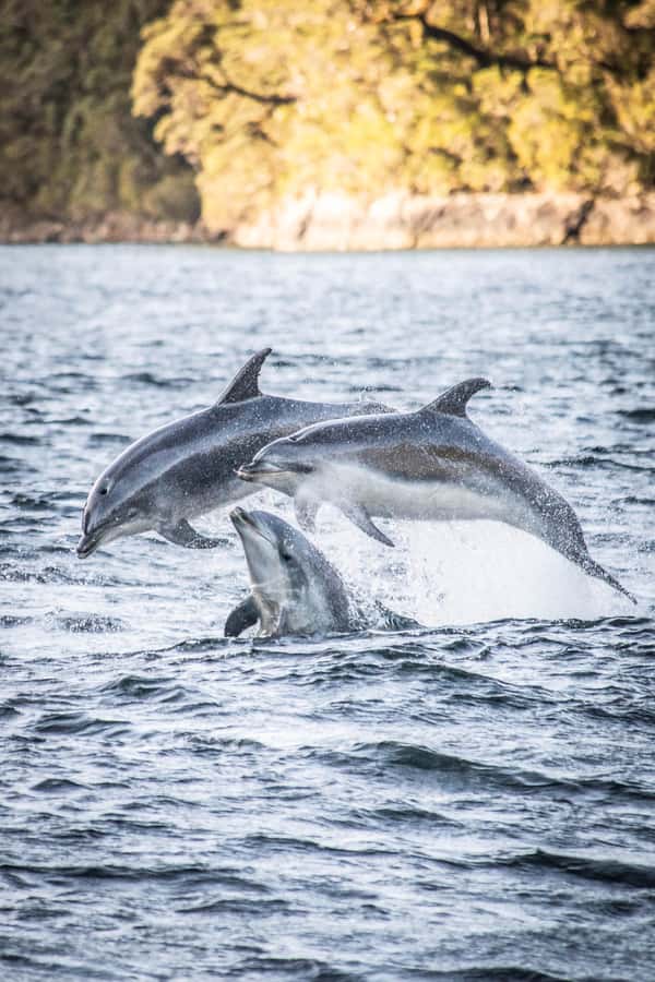 From Queenstown: Doubtful Sound Wilderness Day Trip - Lake Manapouri brings the first change of pace