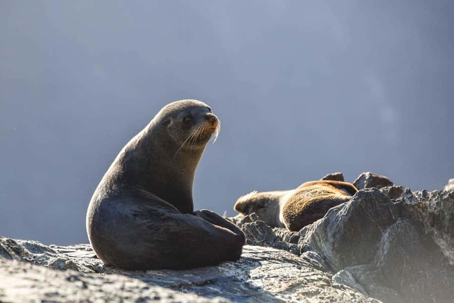 From Queenstown: Milford Sound Cruise and Coach Day Trip - Food, coffee, and what to bring