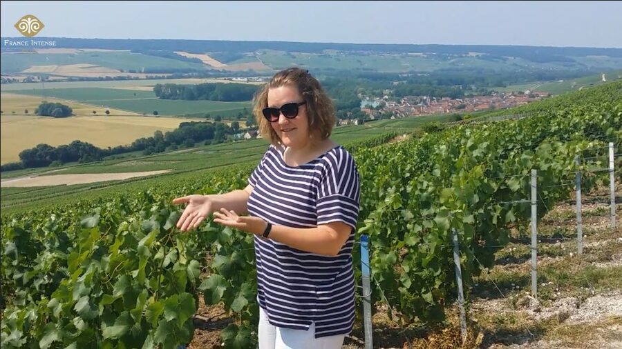 From Reims: Champagne Day Trip to 3 Family Domains & Lunch - First estate: nine glasses, three producers