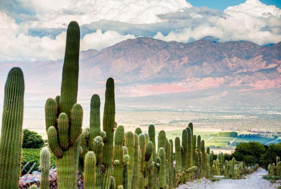 From Salta: Day Trip to Cafayate - Transport, pickup, and what to pack