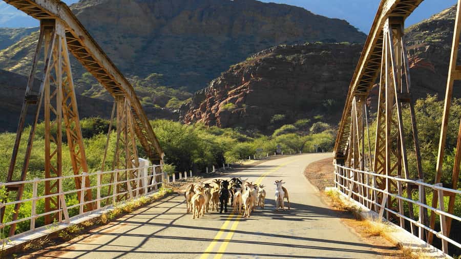 From Salta: Day Trip to Cafayate - Who will enjoy this Salta day trip most