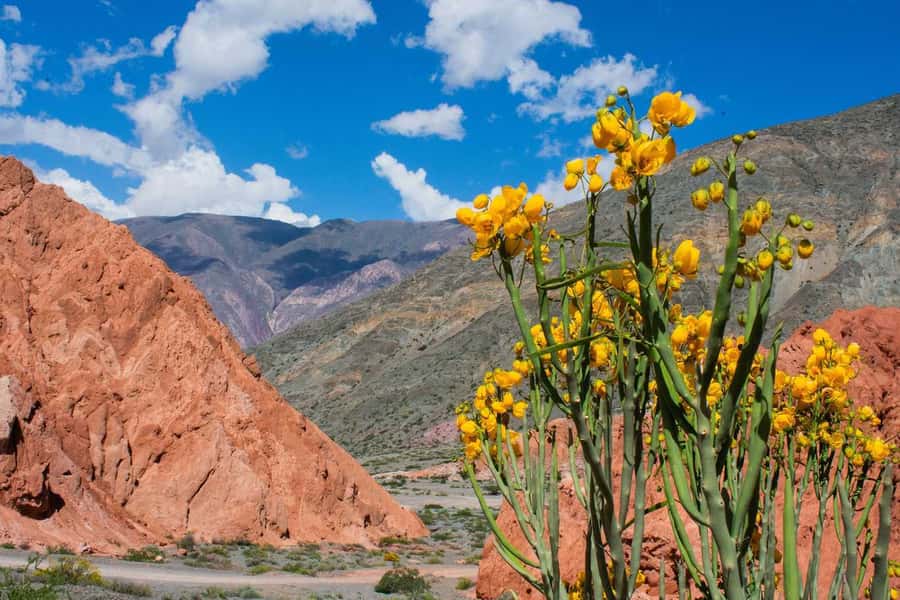 From Salta: Full-Day Trip to Salinas Grandes and Purmamarca - Who should book this Salinas Grandes tour