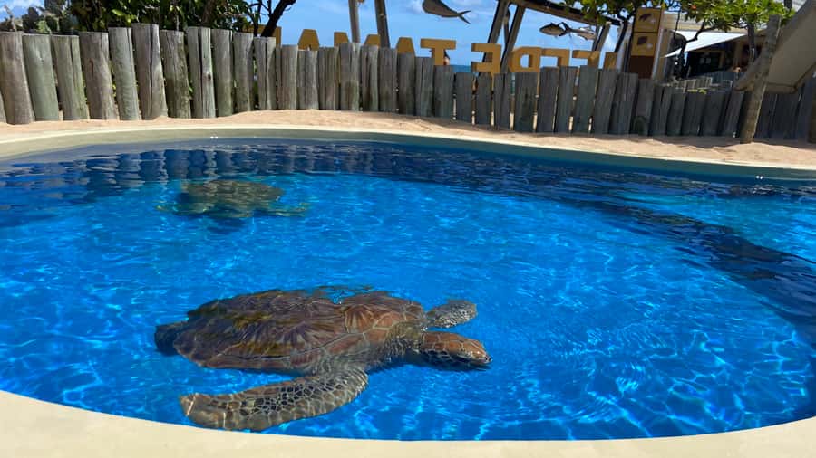 From Salvador: Praia do Forte & Guarajuba Beach Daytrip - Sapiranga and the coastal setting