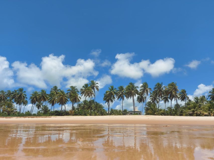 From Salvador: Praia do Forte & Guarajuba Beach Daytrip - What the $160 price really covers