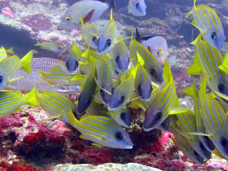 From Samui: Ko Tao and Koh Nang Yuan Speedboat Day Trip - Snorkeling at Ao Muang and Mango Bay