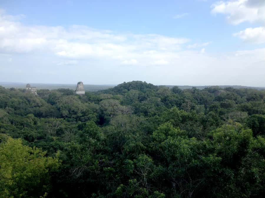 From San Ignacio: Tikal Maya Site Day-Trip with Local Lunch - Wildlife changes the way you see the ruins