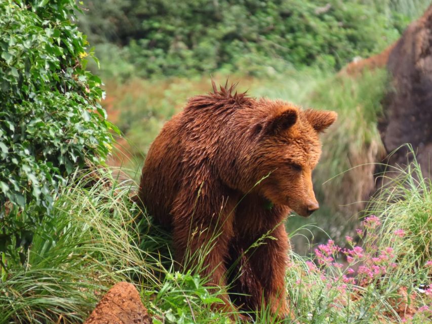 From Santander: Cabarceno Natural Park Half-Day Trip - Why Cabárceno feels different from an ordinary zoo
