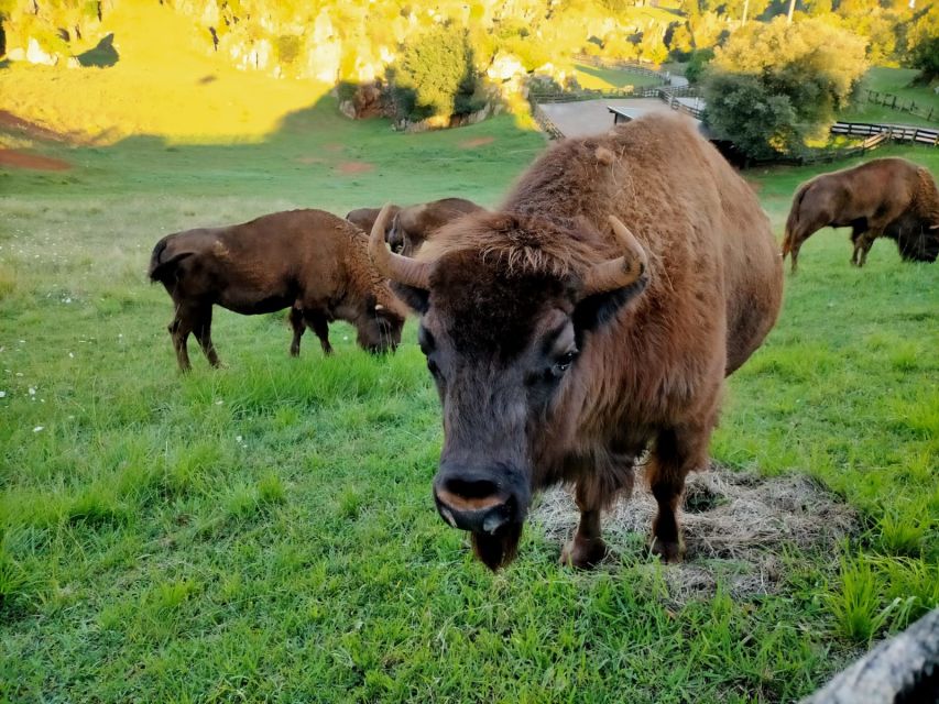 From Santander: Cabarceno Natural Park Half-Day Trip - What the $100 price includes