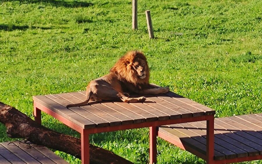 From Santander: Cabarceno Natural Park Half-Day Trip - Who should book this half-day outing