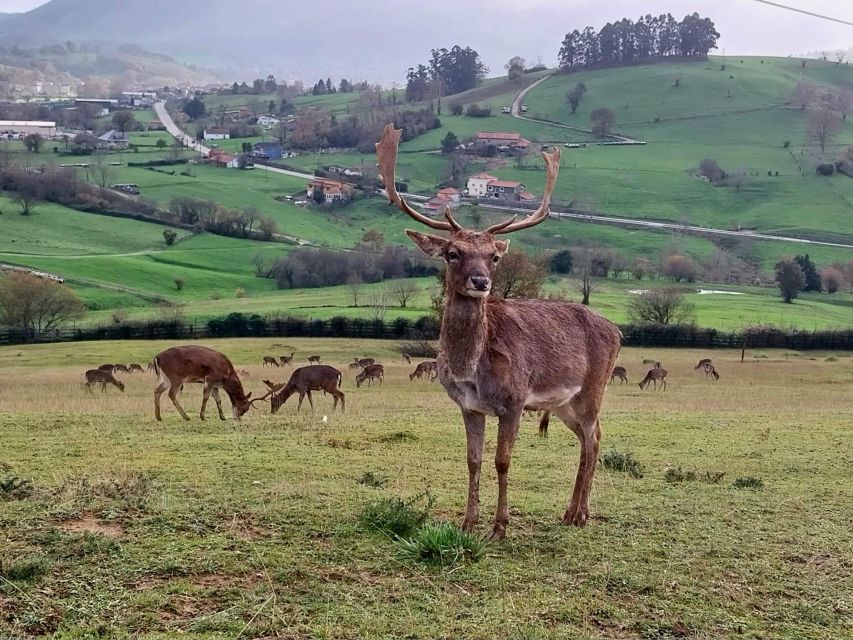 From Santander: Cabarceno Natural Park Half-Day Trip - Booking details that matter