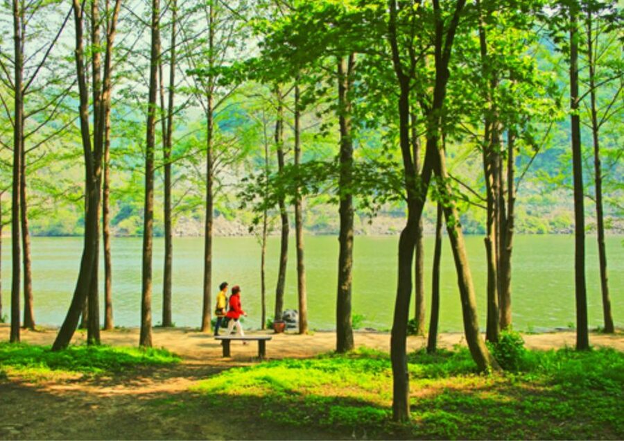 From Seoul: Nami Island, K-drama Garden & Rail Bike Day Tour - Timing, comfort, and the real drawbacks