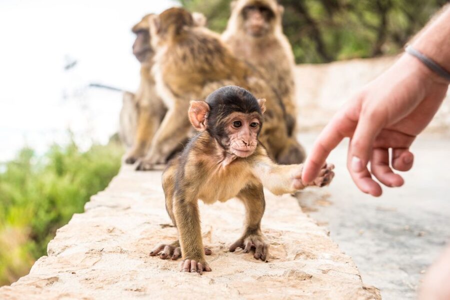 From Seville: Day Trip to Gibraltar - Key points to know before booking