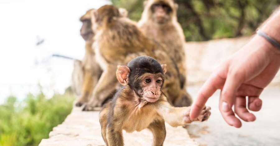 From Seville: Day Trip to Gibraltar - Why this Gibraltar day trip works from Seville