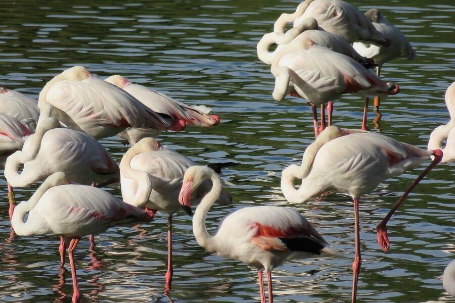 From Seville: Doñana National Park Day Trip - Why Doñana makes a strong day trip from Seville