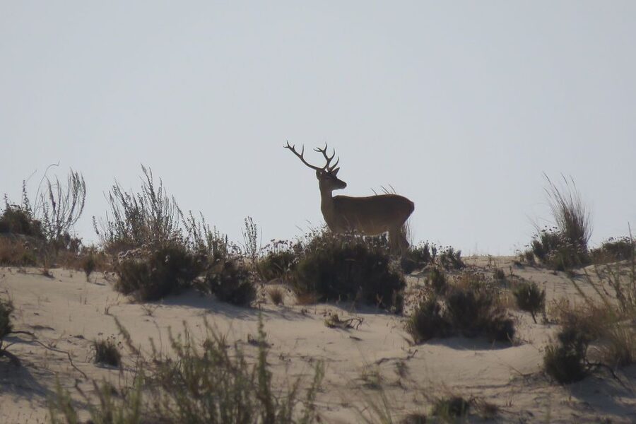From Seville: Doñana National Park Day Trip - The early drive through Coria del Río