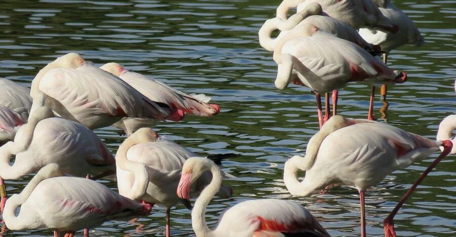 From Seville: Doñana National Park Day Trip - Rice fields and Europe’s stork colony