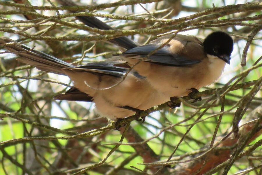 From Seville: Doñana National Park Day Trip - Matalascañas, dunes, and the Atlantic
