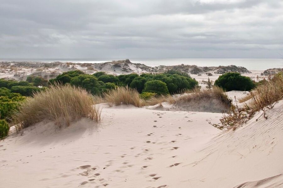 From Seville: Doñana National Park Day Trip - The ride home through Asperillo