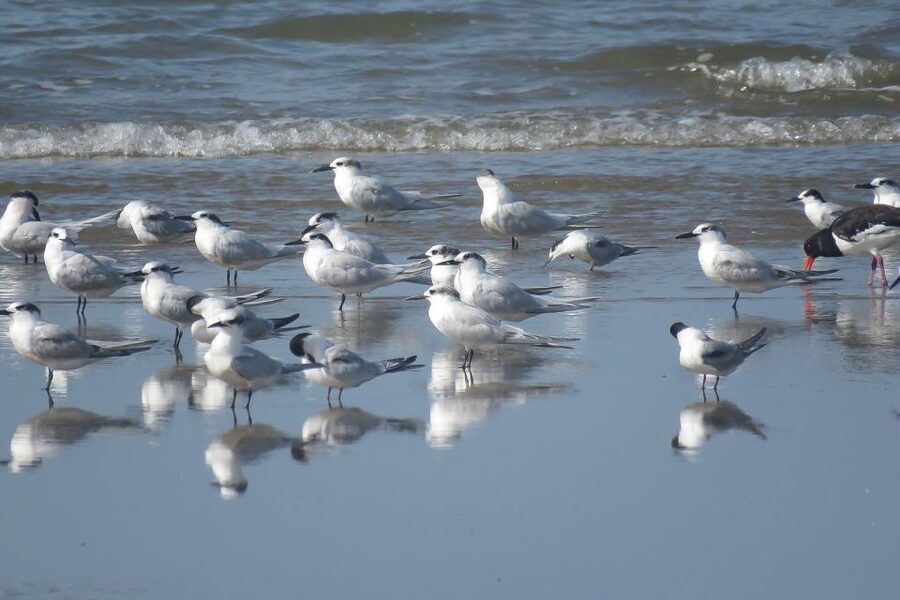From Seville: Doñana National Park Day Trip - How good is the guiding?