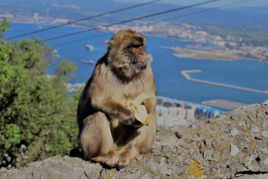 From Seville: Full-Day Trip to Gibraltar - What the $152 price really covers