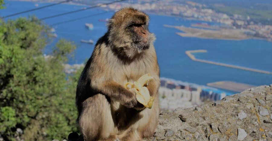 From Seville: Full-Day Trip to Gibraltar - The Upper Rock and the Pillars of Hercules