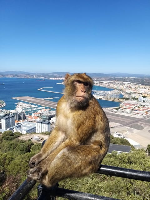 From Seville: Full-Day Trip to Gibraltar - Lunch and shopping on Main Street