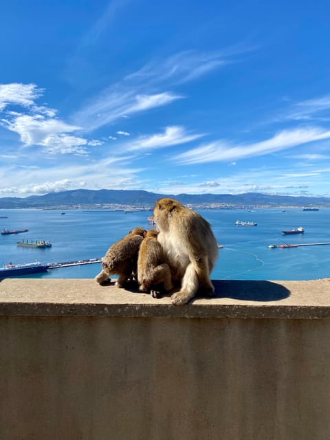 From Seville: Guided Day Trip to Gibraltar - Key points to know before booking