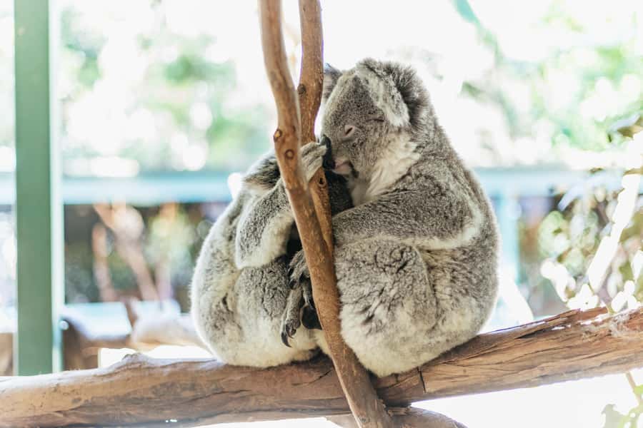 From Sydney: Blue Mountains Full-Day Trip - Key points to know before booking