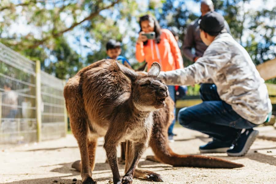 From Sydney: Blue Mountains Full-Day Trip - The ferry back to Circular Quay
