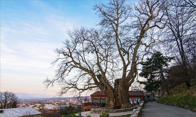 From Tbilisi: Bodbe, Sighnaghi and Telavi Day Trip - What the $12 price really buys you