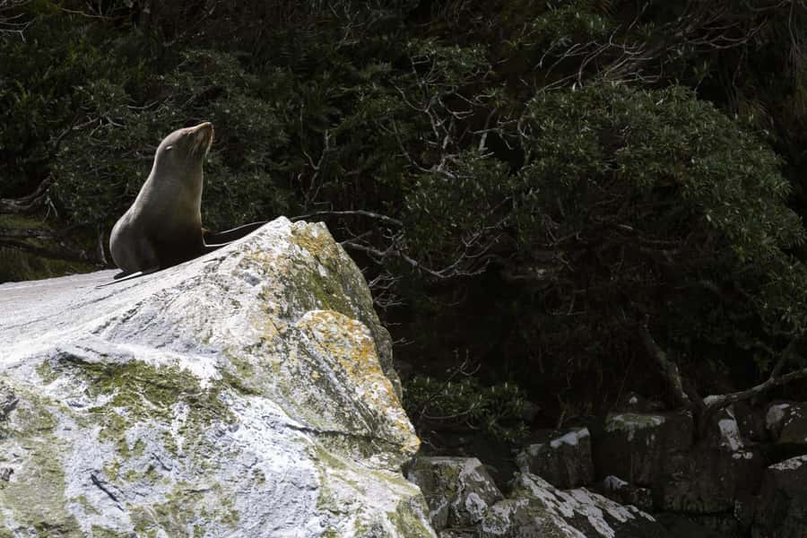 From Te Anau: Milford Sound Cruise and Coach Day Trip - Is $136 good value?