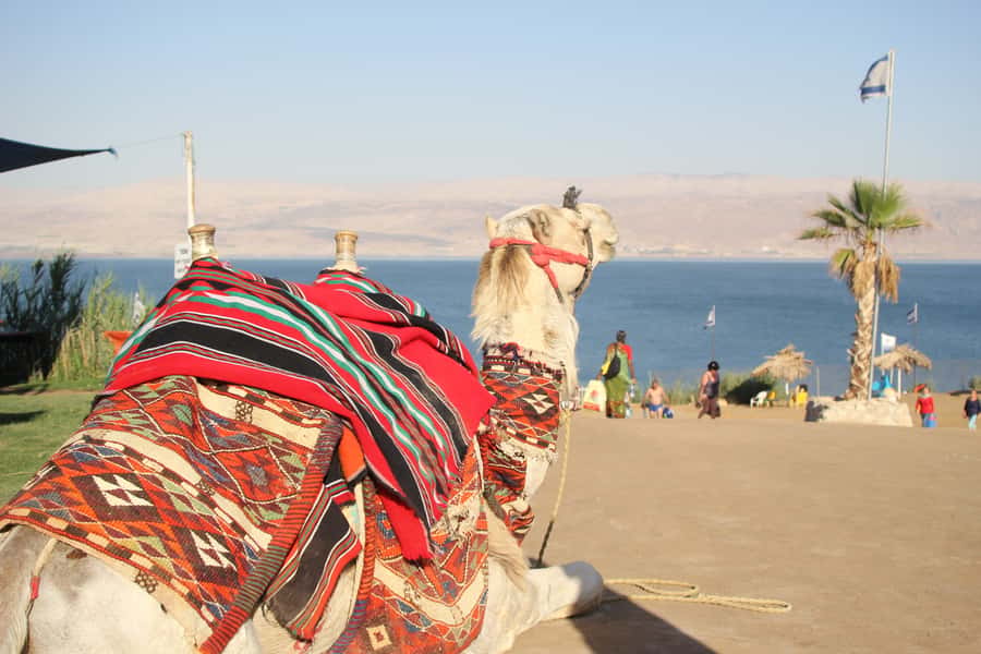 From Tel Aviv: Dead Sea Self-Guided Chill-Out Day Trip - Leaving Tel Aviv for a seven-hour day