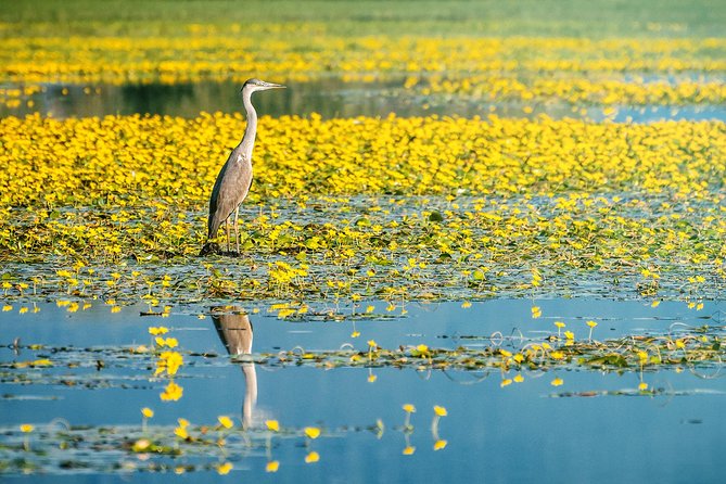 From Thessaloniki: Private Day Trip to Kerkini Lake - Why Lake Kerkini makes a good day from Thessaloniki