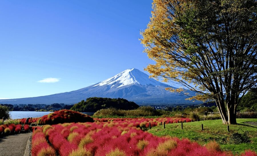 From Tokyo:Mount Fuji&Hakone Customize Full Day Private Tour - Lake Kawaguchi and Oishi Park
