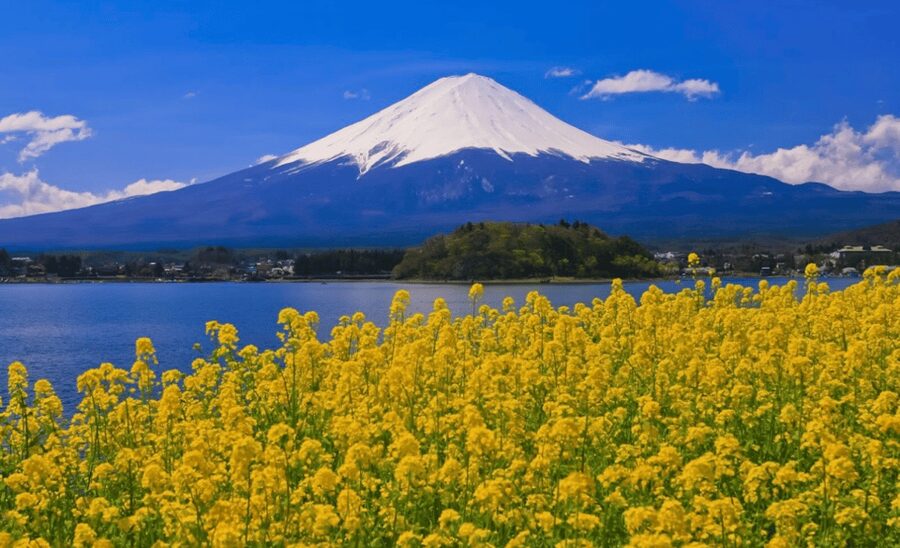 From Tokyo:Mount Fuji&Hakone Customize Full Day Private Tour - Arakurayama Sengen Park and the classic photograph