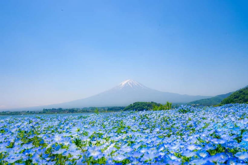 From Tokyo: Mt Fuji, Arakurayama and Kawaguchi Lake Day Trip - Lawson Lake Kawaguchi and the modern Fuji photograph