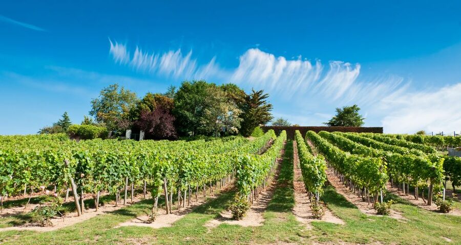 From Tours: Loire Valley Wineries Day Trip with Tastings - Timing, food, and practical details