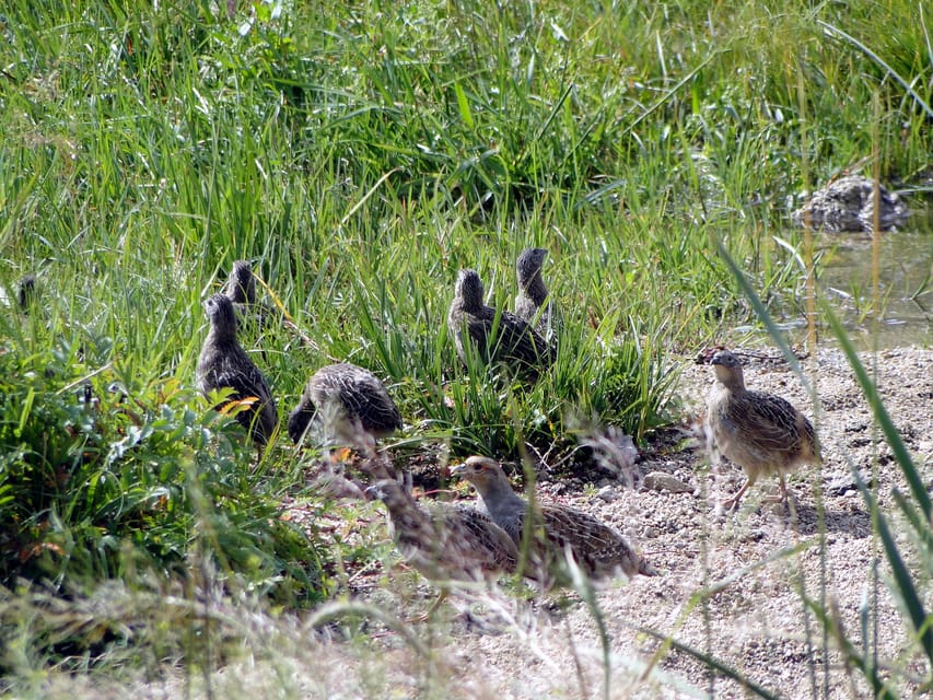 From Ulaanbaatar: Day Trip to Hustai National Park - Should you book it?