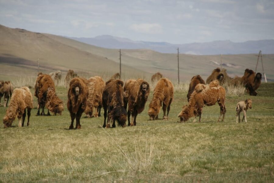 From Ulaanbaatar: Day Trip to Hustai National Park - Finding the Przewalski’s horses