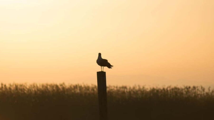From Valencia: Albufera Day Trip with Boat Tour and Transfer - Gola de Puchol and the wetland story