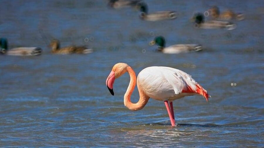 From Valencia: Albufera Day Trip with Boat Tour and Transfer - What the guide adds to the experience