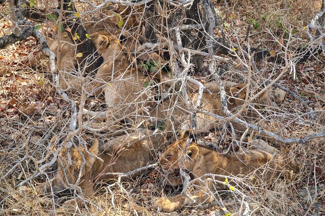 From Zanzibar: Mikumi Safari Day Trip with Flights and Meal - Why this Zanzibar day trip works