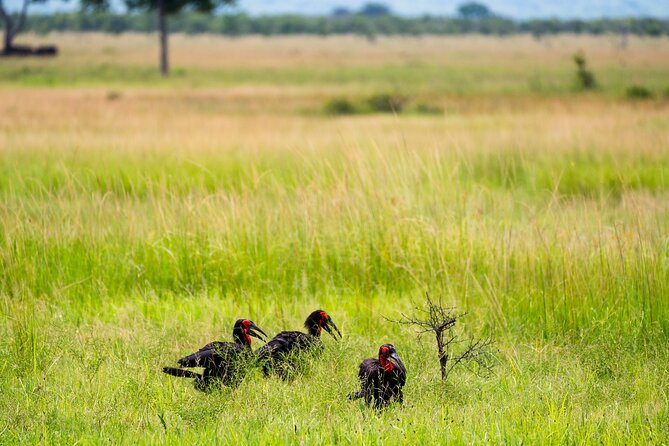 From Zanzibar: Mikumi Safari Day Trip with Flights and Meal - Landing at Mikumi and meeting your guide